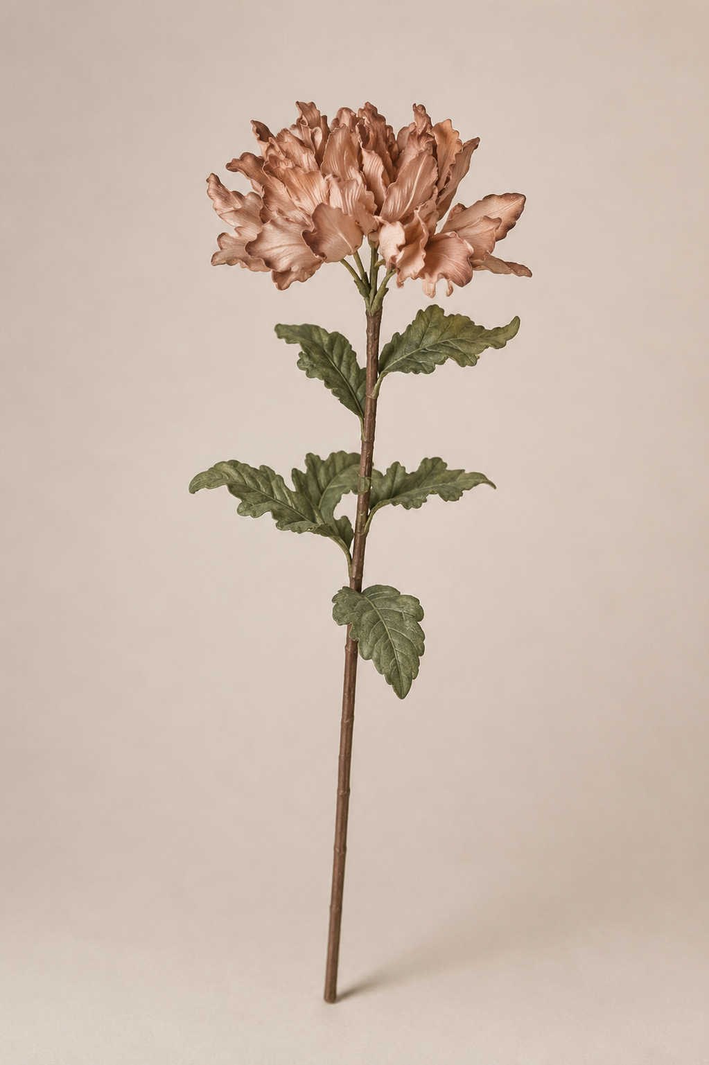 Blomst – Dahlia - Rosa