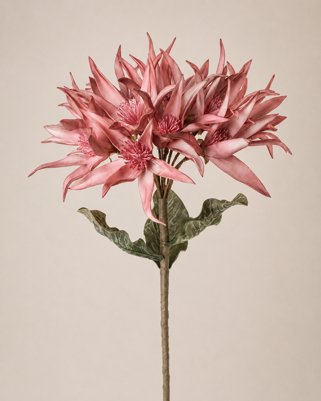 Blomst – Dahlia - pink