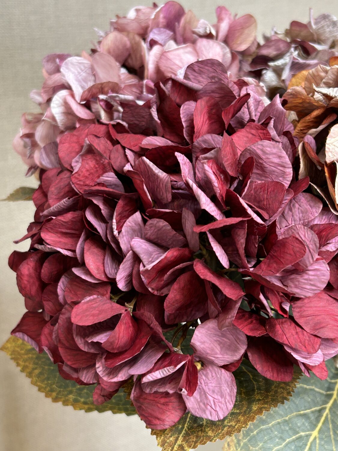 Hortensia i bordeaux – 64 cm