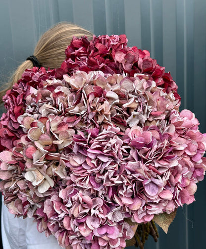Hortensia i bordeaux – 64 cm